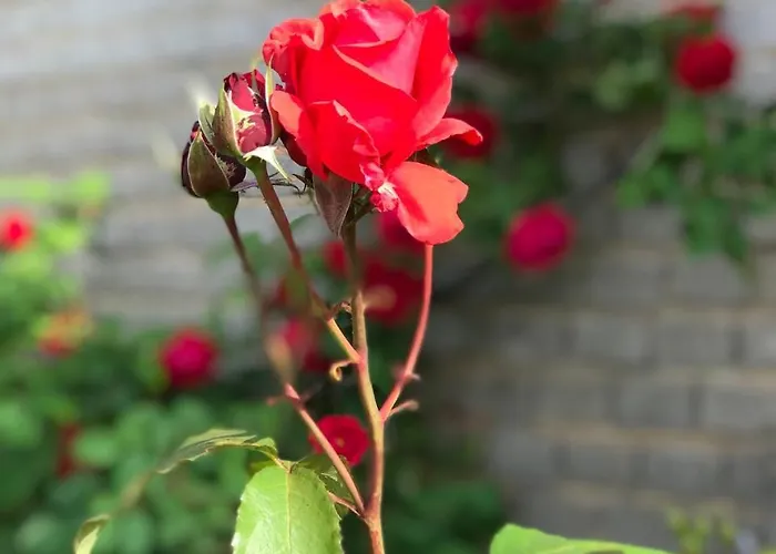 מלון Landhotel Kallstadt 3*